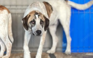 Wer schenkt dem kleinen Luke ein Zuhause?