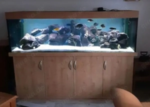 aquarium komplett abzugeben 