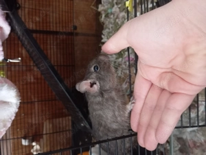 Zwei Degus (männlich)