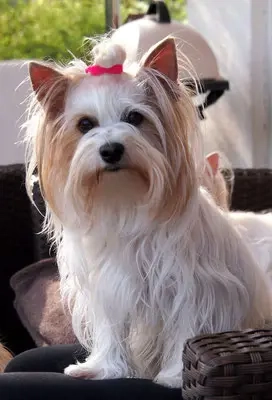 Biewer -Yorkshire- Hündin (älter)