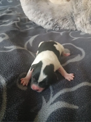 chihavrva welpen suchen zuhause 