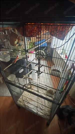 agarponis (unzertrennlich)