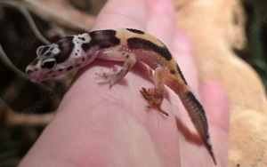 Leopardgecko Eublepharis macularius Nachzucht 0.0.1 von Okt 25 