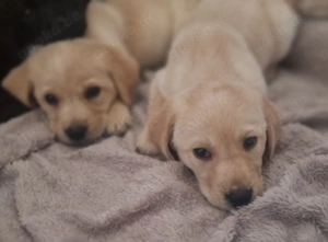Unser Welpen suchen ein liebevolles Zuhause ab Mitte März 