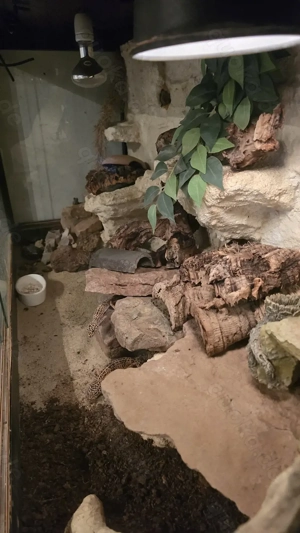Leopardgeckos mit Terrarium zu verkaufen