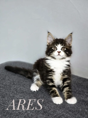Wunderschöne Reinrassige Maine Coon-ARES 