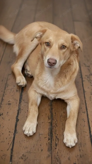 Hübscher Junghund Vlad - sucht einfühlsames und liebevolles Zuhause Bild 2
