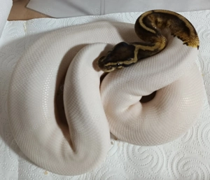1,1 Königspython Banana het. Pied.    nur zusammen