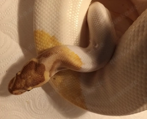 1,1 Königspython Banana-Piebald - Piebald     Nur zusammen  Bild 2