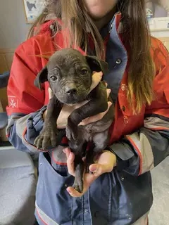 Loci, PS in Ungarn ist ein typischer Welpe