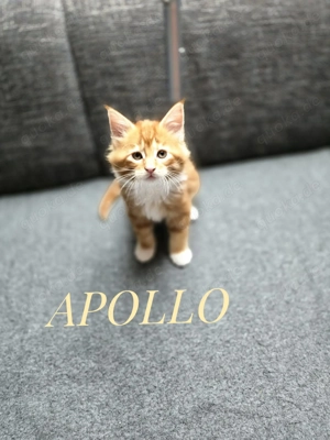 Wunderschöne Reinrassige Maine Coon-APOLLO