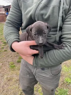 Lola, PS in Ungarn,  ist ein typischer Welpe