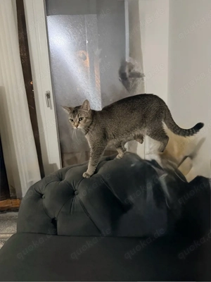 katze         Bild 3