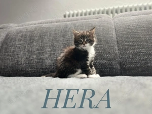 Wunderschöne Reinrassige Maine Coon-HERA