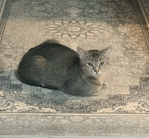 katze         Bild 2