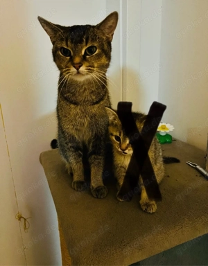 katze         Bild 4