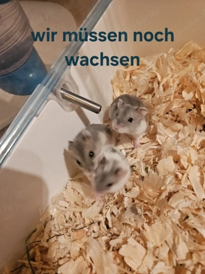 Zwerghamster Jungtiere ca. KW 9 