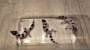 Leopardgecko Jungtiere zu verkaufen 