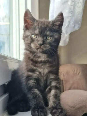 Wunderschöner Maine Coon Mix Kater (Classic Tabby) sucht neues Zuhause!