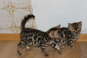 Reinrassige spotted Bengal Kitten