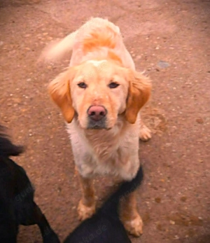 Shirley   wunderschönes Setter-Mix-Mädchen wünscht sich ein liebes Zuhause Bild 2