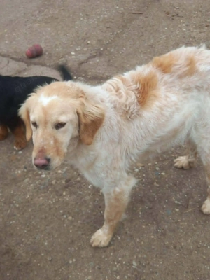 Shirley   wunderschönes Setter-Mix-Mädchen wünscht sich ein liebes Zuhause Bild 4