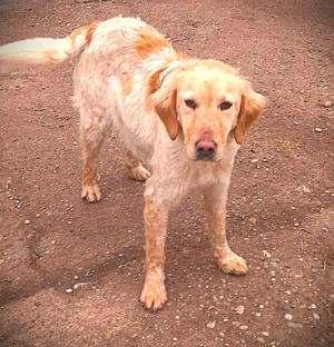 Shirley   wunderschönes Setter-Mix-Mädchen wünscht sich ein liebes Zuhause Bild 3