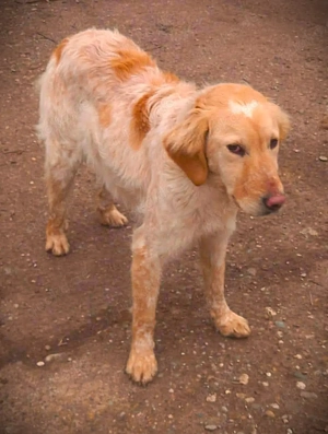 Shirley   wunderschönes Setter-Mix-Mädchen wünscht sich ein liebes Zuhause Bild 6