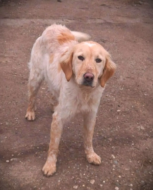 Shirley   wunderschönes Setter-Mix-Mädchen wünscht sich ein liebes Zuhause Bild 5