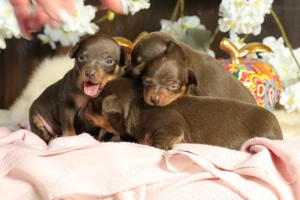 Wunderschöner Wurf Russkiy Toy Welpen zu verkaufen