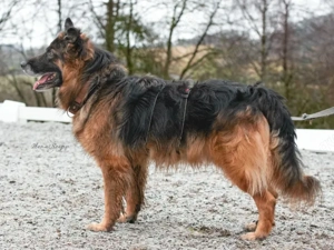 Ayo sucht sein Zuhause