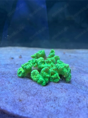 Caulastrea Neon ca. 20 Polypen LPS Koralle Meerwasser Aquarium