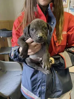 Lucas, PS in Ungarn, ist ein typischer Welpe