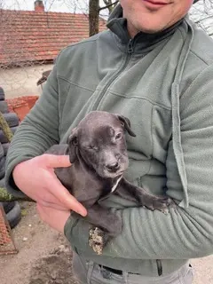 Lucas, PS in Ungarn, ist ein typischer Welpe Bild 5