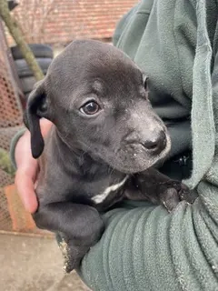 Lucas, PS in Ungarn, ist ein typischer Welpe Bild 8