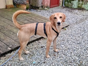 Zara sucht ihr Zuhause