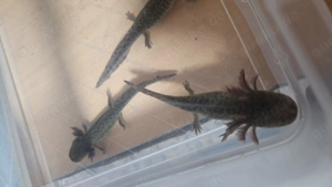 Axolotl männlich und weiblich 