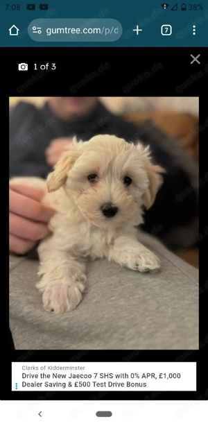 Wunderschöne Maltipoo Welpen