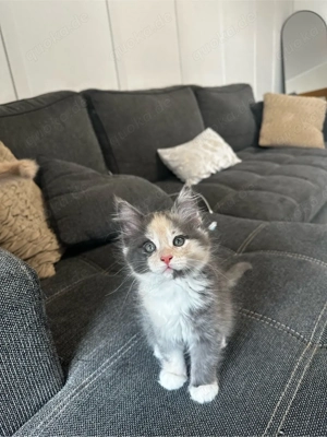 Reinrassiger Maine Coon katze 