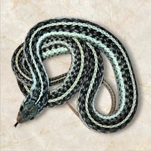 blutsfremde 1.1 Thamnophis sirtalis similis NZ2025
