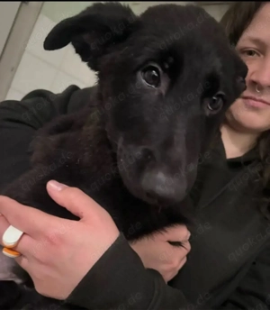 belgischer schäferhund welpen 