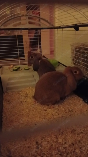 Hasten abzugeben dringend 