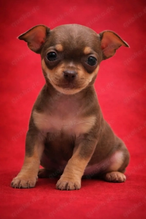 Chihuahua rehpinscher 