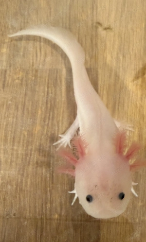 Schön gefärbte männl. Geschwister - gern zusammen