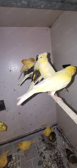 vögel mänlich und weiblich 