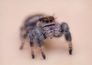 0.1 Springspinne Phidippus regius nord florida 