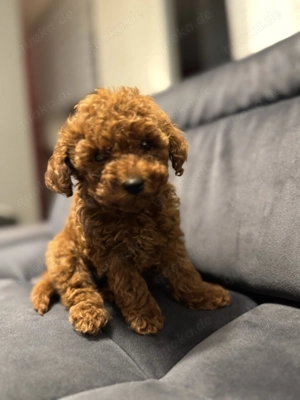 Pudel Welpe 05.12.25 Geb