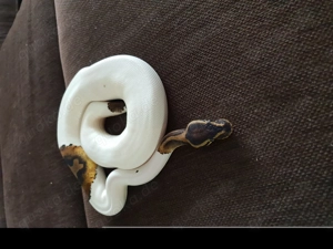 Königspython Hobby Auflösung