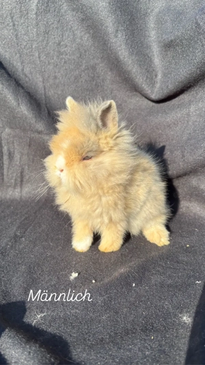 Löwenköpfchen Kaninchen handzahm