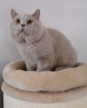 Reinrassiger BKH Deckkater 